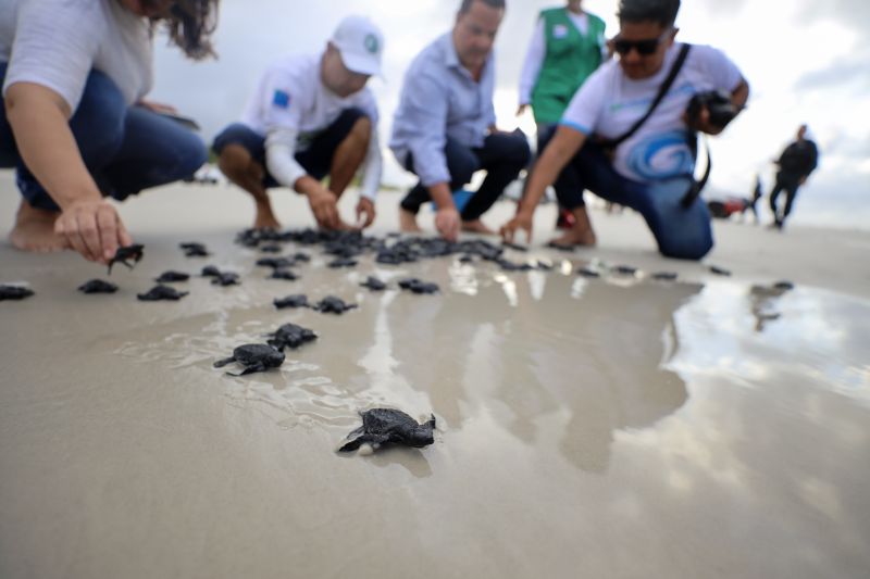 Salin Polis Filhotes De Tartarugas Marinhas S O Soltos Na Praia Do