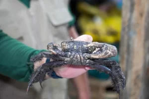 João Caio / Ag Pará